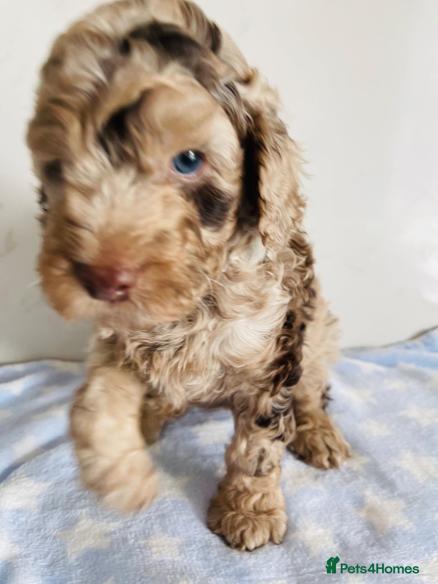 Cockapoo dogs Fully DNA tested cockapoo one boy remaining  - Advert 2