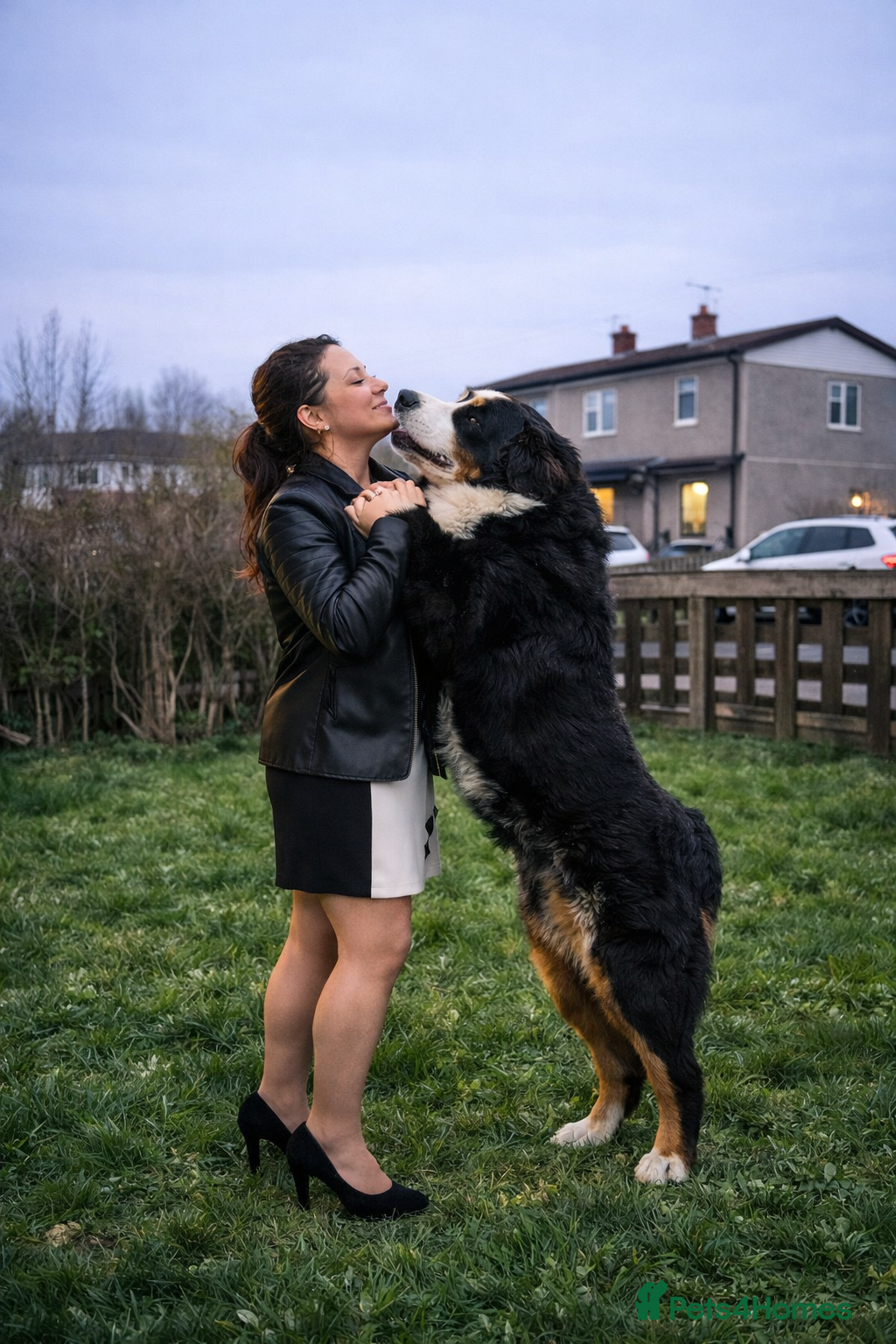 Bernese Mountain Dog dogs Bernese Mountain Dog stud service available - Advert 14