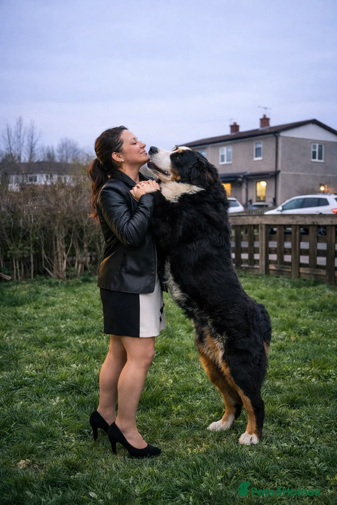 Bernese Mountain Dog dogs for stud: Bernese Mountain Dog stud service available - Advert 1