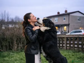 Bernese Mountain Dog dogs Bernese Mountain Dog stud service available - Advert 14