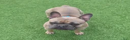 French Bulldog dogs for sale: French Bulldog Puppies – Ready 11th July  in Rossendale - Advert 13