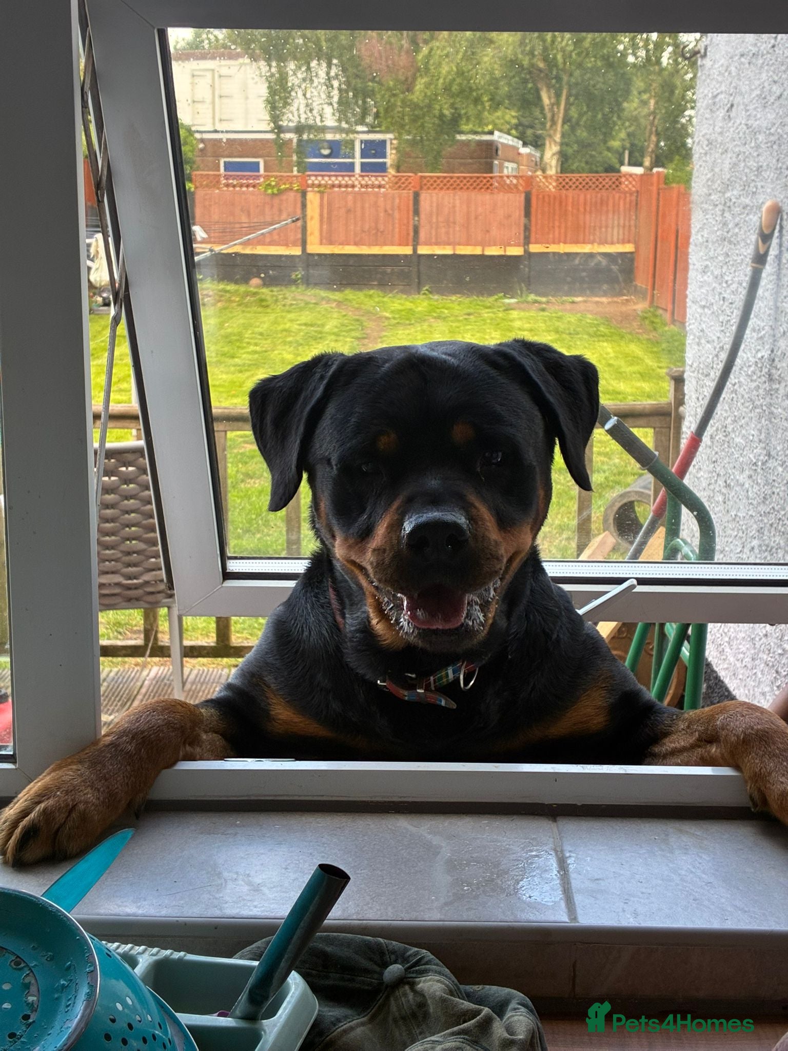 Rottweiler dogs Stud dog  - Advert 1