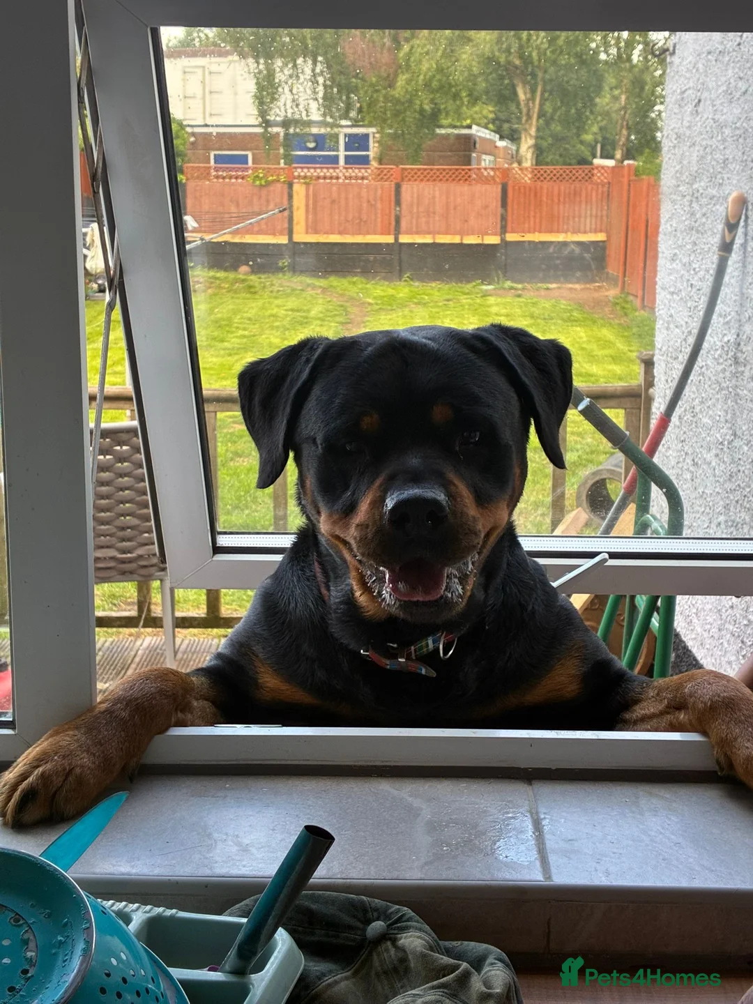 Rottweiler dogs for stud: Stud dog  - Advert 1