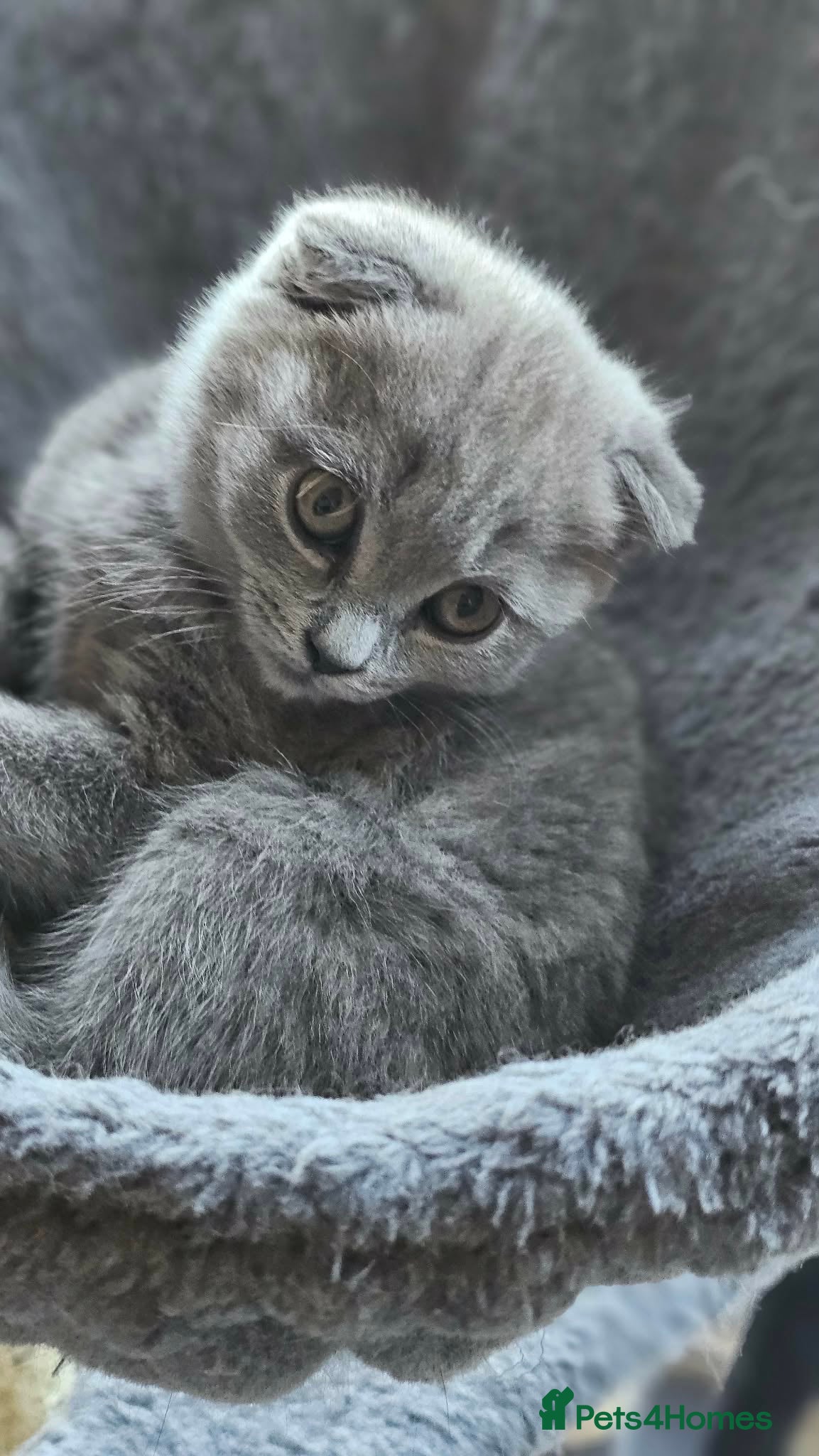 Scottish Fold cats Scottish fold - Advert 1