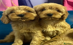 Cavapoo dogs for sale: Ready to go🏡 ONLY girls !  - Image 14