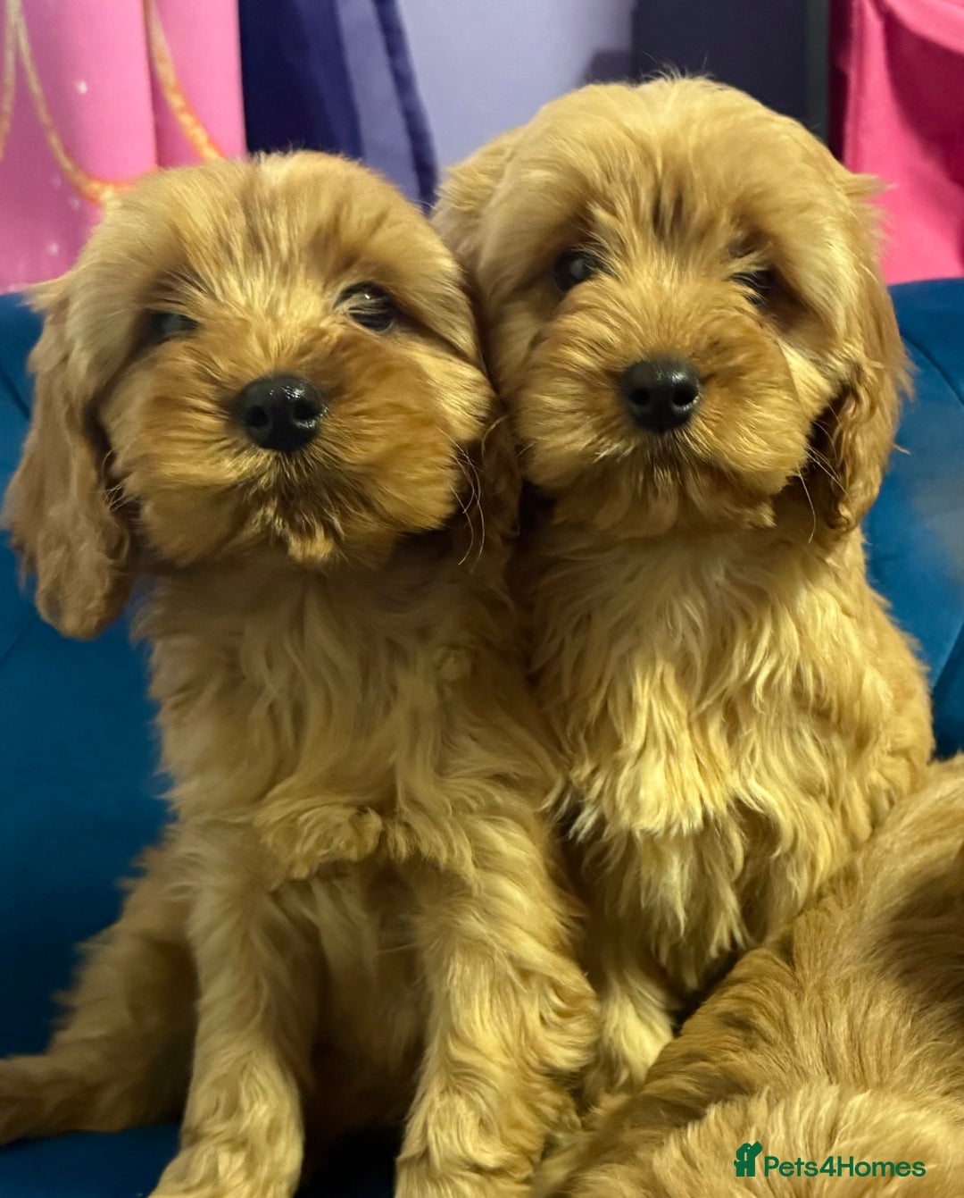 Cavapoo dogs for sale: Ready to go🏡 ONLY girls !  - Image 14