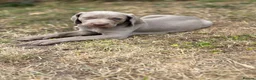 Weimaraner dogs for sale: 🐶KC Registered Weimaraner Puppies 🐶 - Advert 17