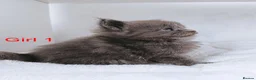 Maine Coon cats for sale: DNA health tested blue maine coon kittens - Advert 18