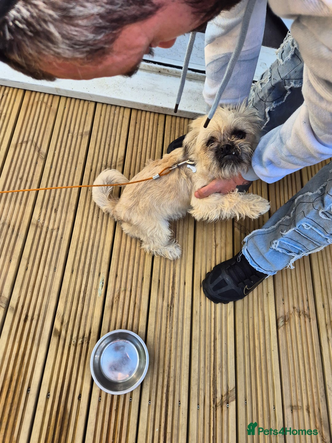 Mixed Breed dogs for sale: Banjo - Image 2
