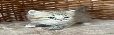 RagaMuffin Kitten 1