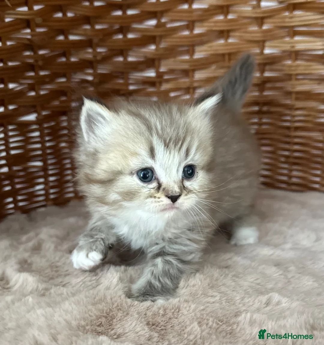 RagaMuffin cats for sale: Authentic Pure RagaMuffin Kitten - Advert 5