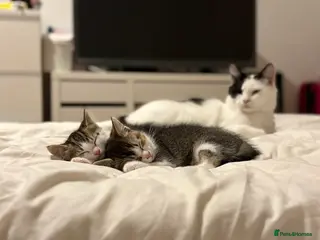 Mixed Breed cats Gorgeous tabby and white kittens🤍🐾 in Enfield - Advert 1