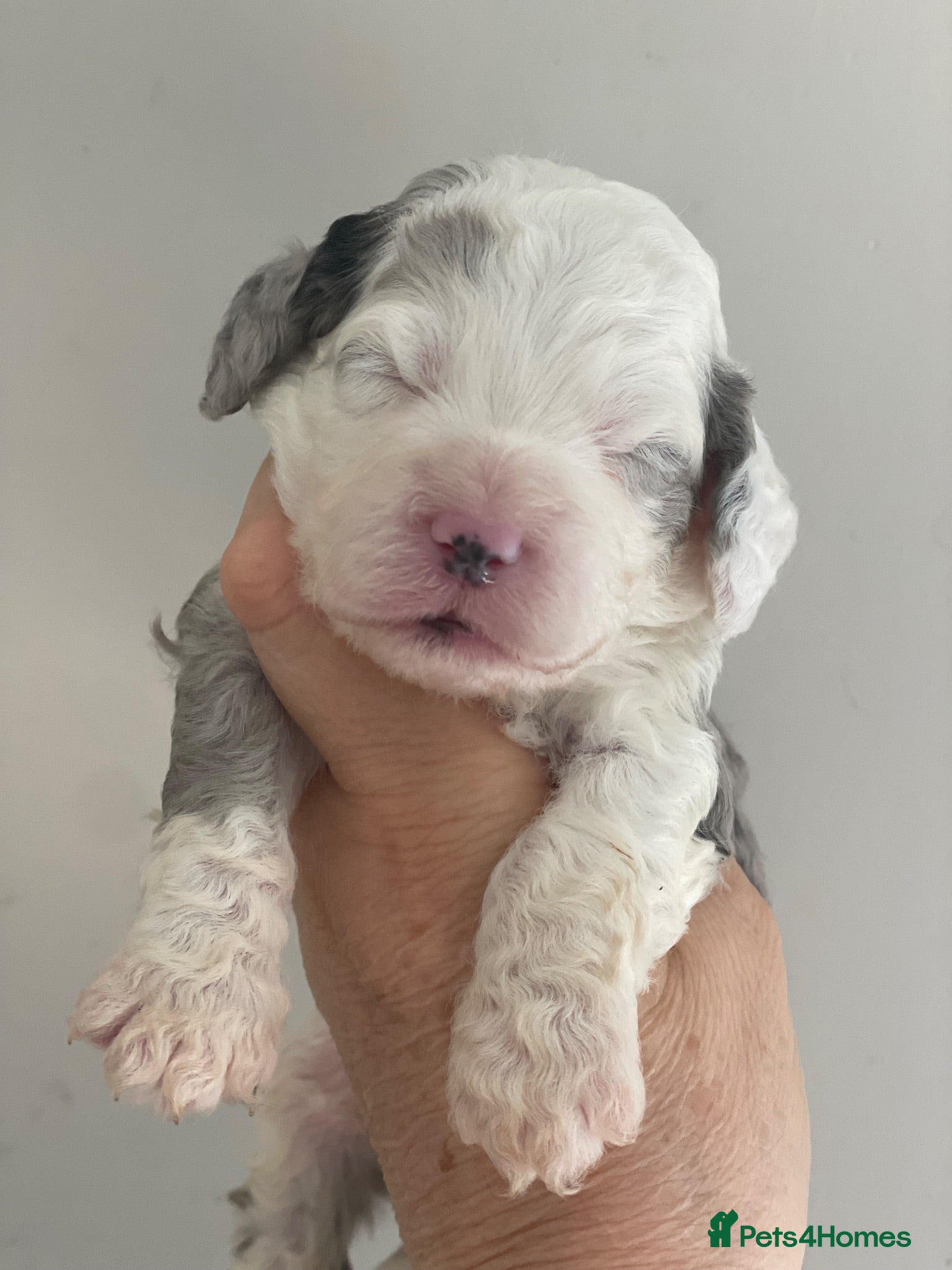 Sheepadoodle dogs Miniature Sheepadoodles - Advert 1