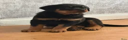 Rottweiler dogs for sale: female rottie - Advert 4