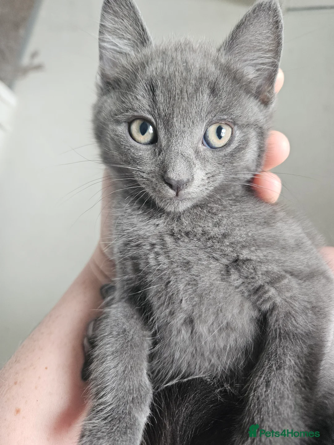 Mixed Breed cats for sale: 2 beautiful grey kittens  - Advert 2