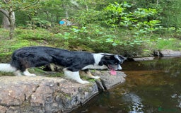 Border Collie dogs for sale: Beautiful Tri-colour border collies - Image 25