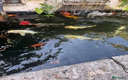 Koi Carp fish for sale: Complete Koi carp set up for sale - Image 28