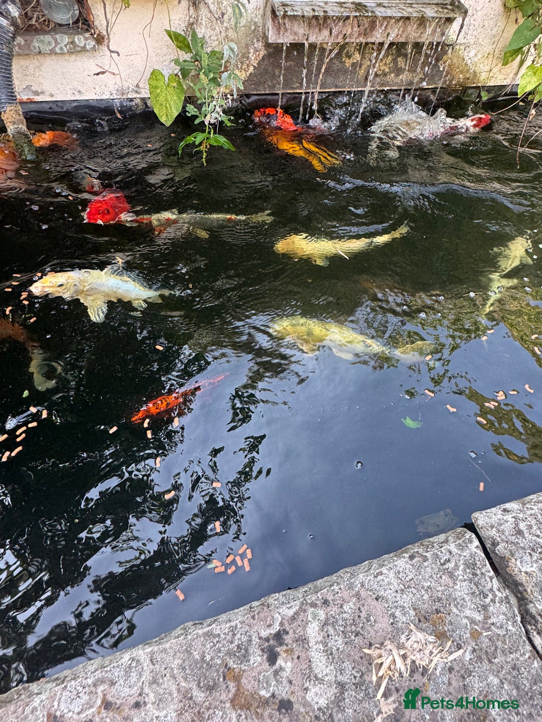 Koi Carp fish for sale: Complete Koi carp set up for sale - Image 28
