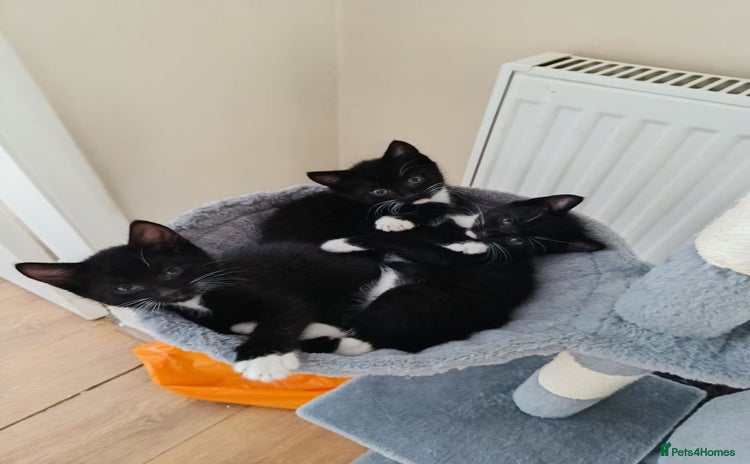 Mixed Breed cats - Advert 2