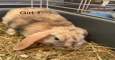 Mini Lop rabbits - Advert 5
