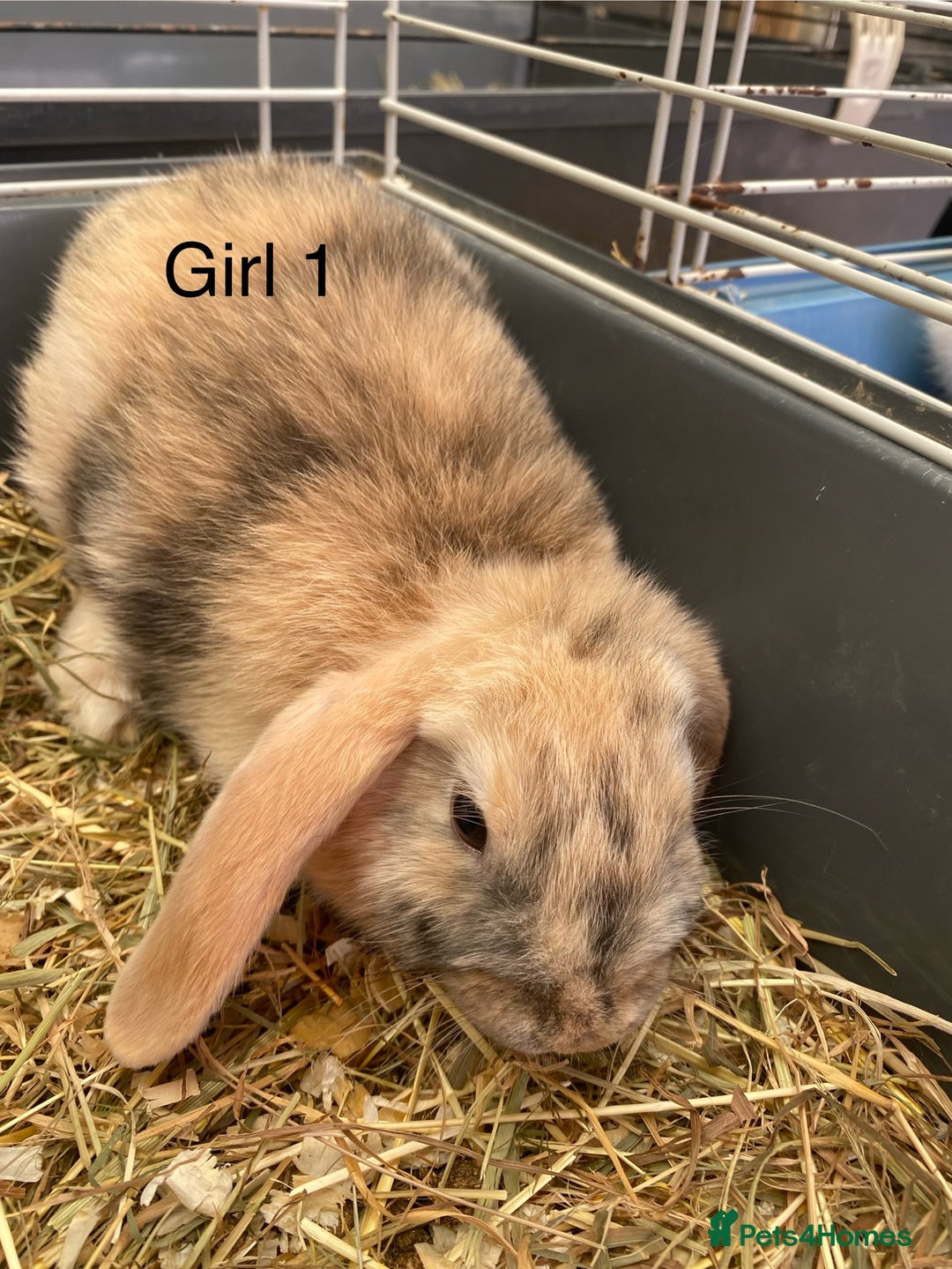 Mini Lop rabbits for sale: Mini lop bunnies  - Image 2
