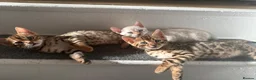 Bengal cats for sale: 3 pure bengals boys available  - Advert 18