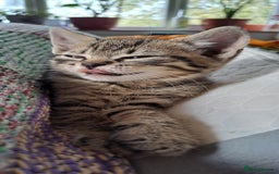 Mixed Breed cats for sale: Bengal mix kittens 😸 ♥️  - Image 5