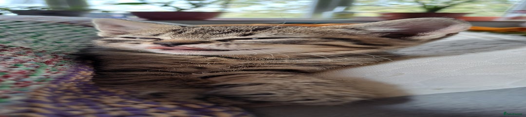 Mixed Breed Kitten 2