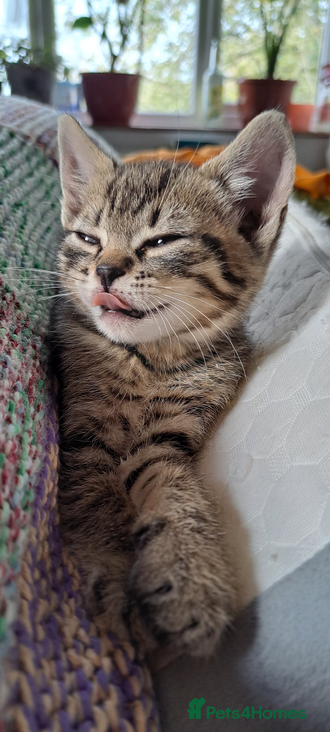 Mixed Breed cats for sale: Bengal mix kittens 😸 ♥️  - Image 5