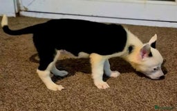 Border Collie dogs for sale: Border collie pups for sale  - Image 14