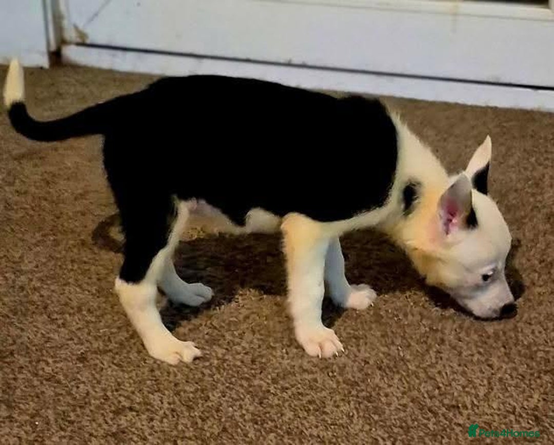 Border Collie dogs for sale: Border collie pups for sale  - Image 14
