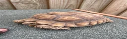 Tortoise reptiles for sale: Sulcata African Spurthighed Tortoise  in Braintree - Advert 3