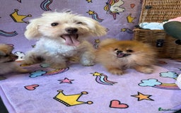 Mixed Breed dogs for sale: Maltipom  - Advert 9