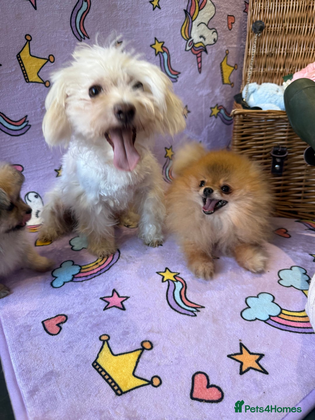 Mixed Breed dogs for sale: Maltipom  - Advert 9