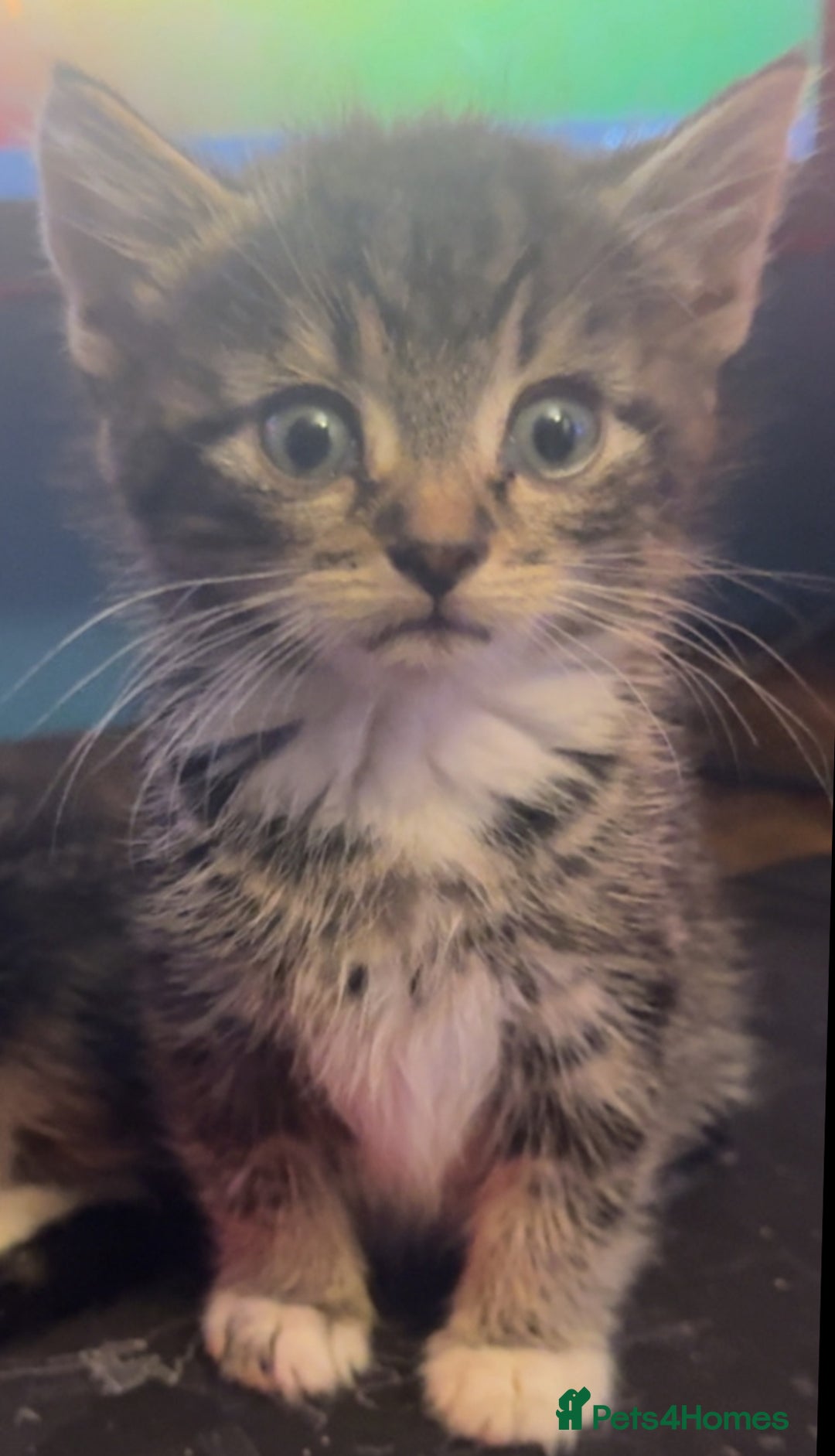 Mixed Breed cats for sale: 1 beautiful tabby male  - Image 1