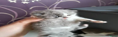 British Shorthair 2