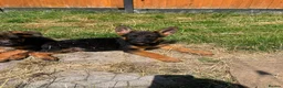 German Shepherd dogs for sale: German Shepard puppies ⭐️ready to be rehomed ⭐️ - Advert 6