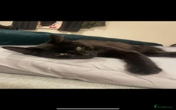 British Longhair cats for sale: Margo - Image 1