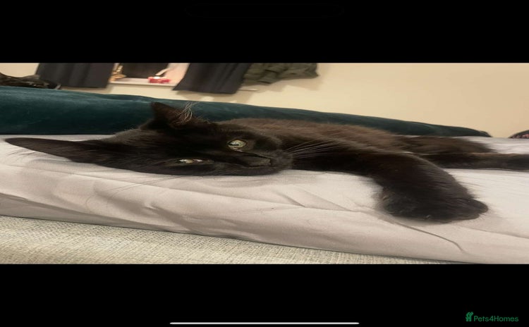 British Longhair cats - Advert 1