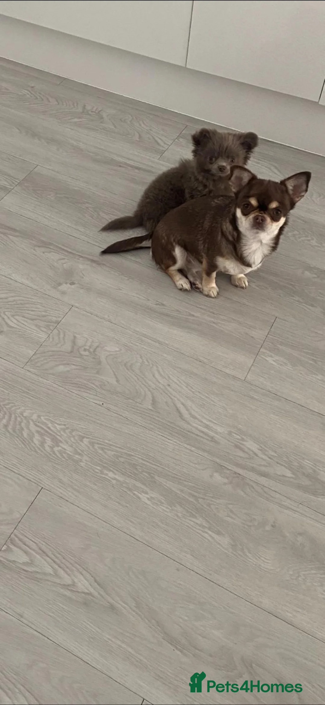 Chihuahua dogs for sale: Small long coat solid lilac boy  - Advert 8