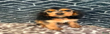 Cocker Spaniel 1