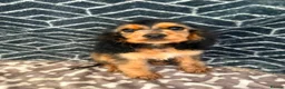 Cocker Spaniel dogs for sale: Show type cocker spaniel  - Advert 6