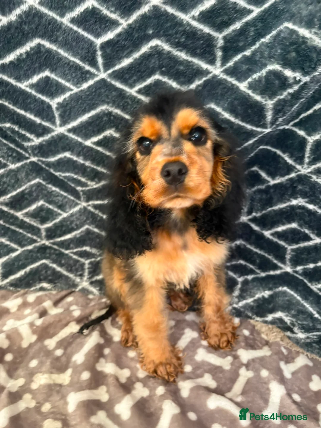 Cocker Spaniel dogs for sale: Show type cocker spaniel  - Advert 6