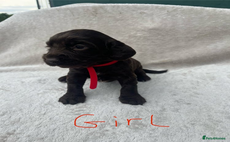 Cocker Spaniel dogs - Advert 3