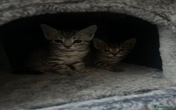 Bengal cats for sale: One remaining Male Bengal for sale - Image 4