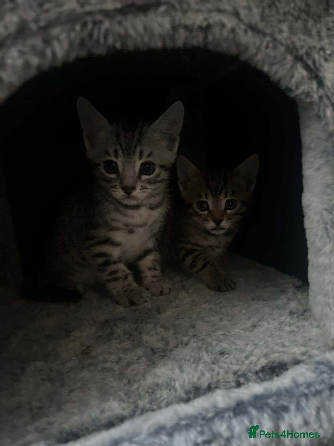 Bengal cats for sale: One remaining Male Bengal for sale - Image 4