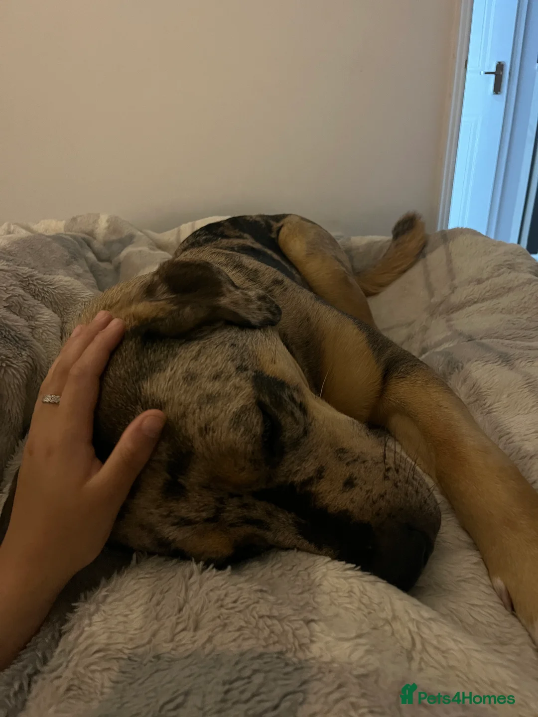 Mixed Breed dogs for sale: 1-year old mixed looking for forever home. - Advert 16