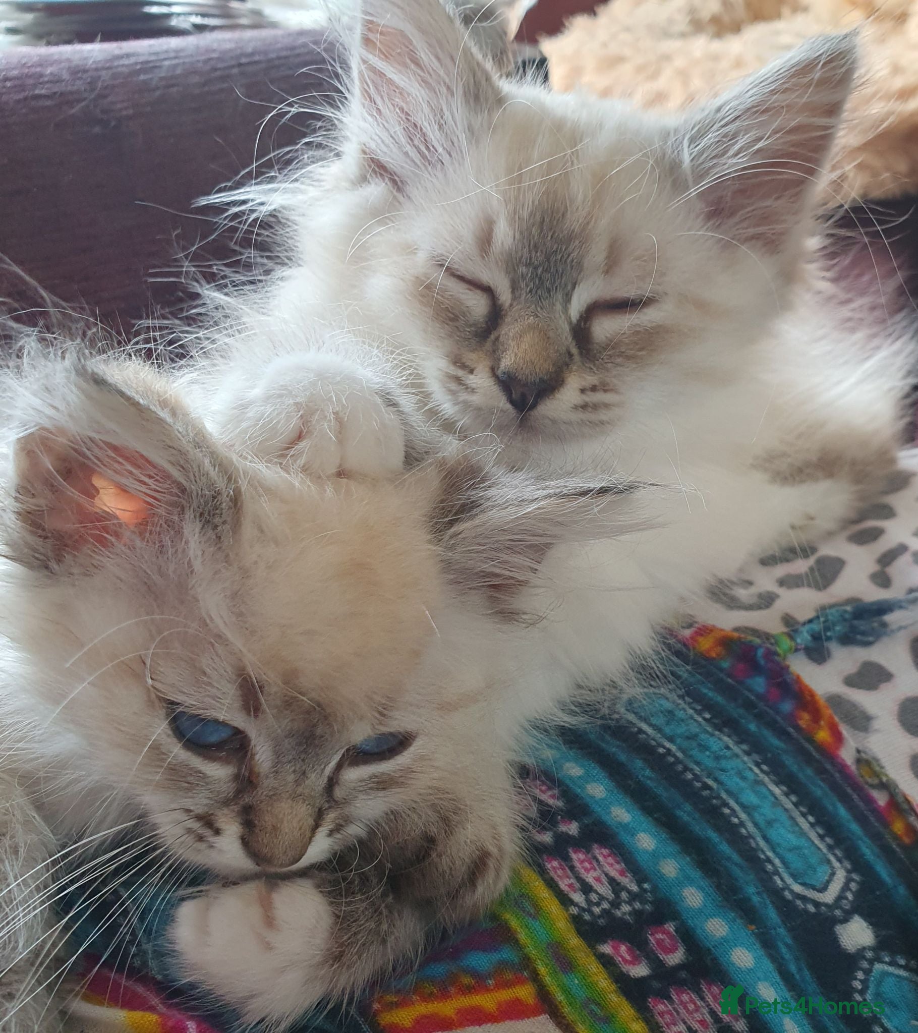 Siberian cats 2 LEFT - Fluffy Siberian Neva Masquerade Kittens - Advert 2