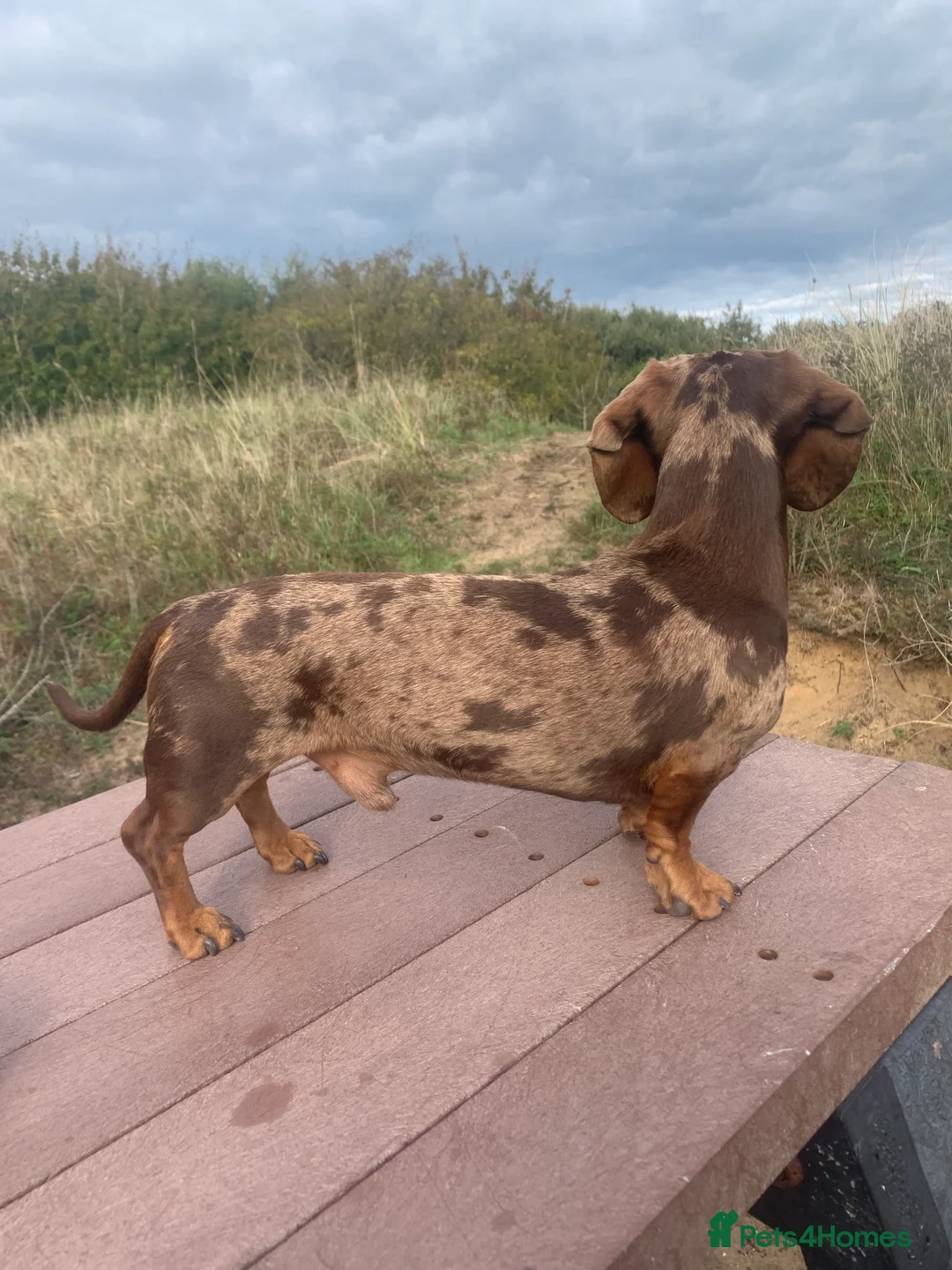 Miniature Dachshund dogs for stud: Richmond the sausage -KC Reg-DNA tested,Proven in Pentre - Advert 7