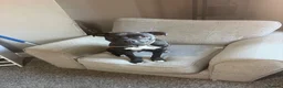 Staffordshire Bull Terrier dogs for sale: 10 month staffy - Advert 1